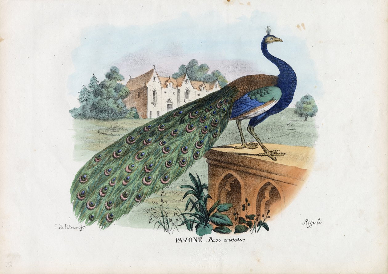 भारतीय मोर, 1863-79 द्वारा रायमुंडो पेट्रारोइया