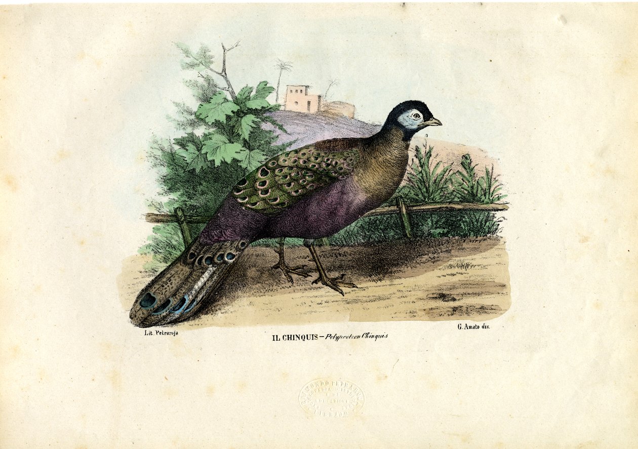 भारतीय मोर, 1863-79 द्वारा रायमुंडो पेट्रारोइया