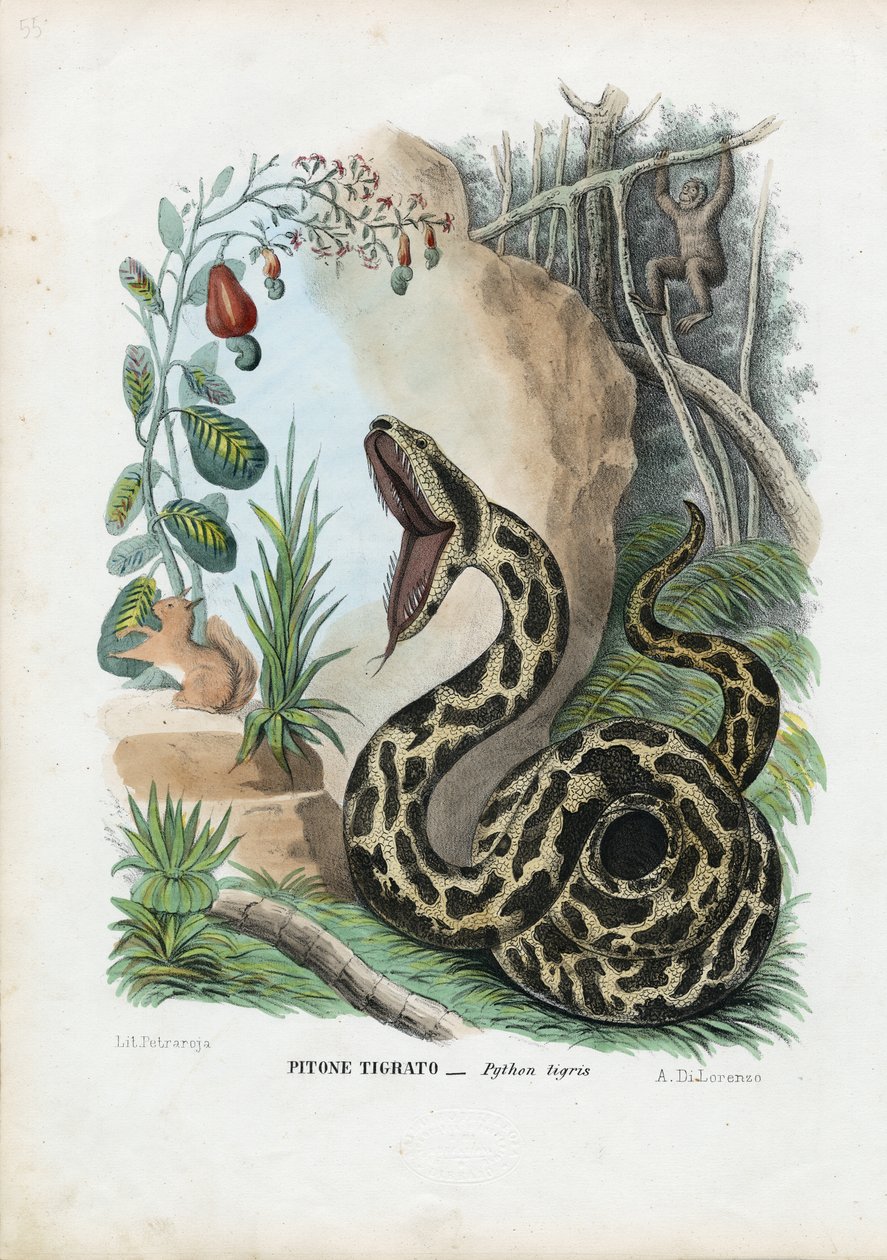 इंडियन पायथन, 1863-79 द्वारा रायमुंडो पेट्रारोइया