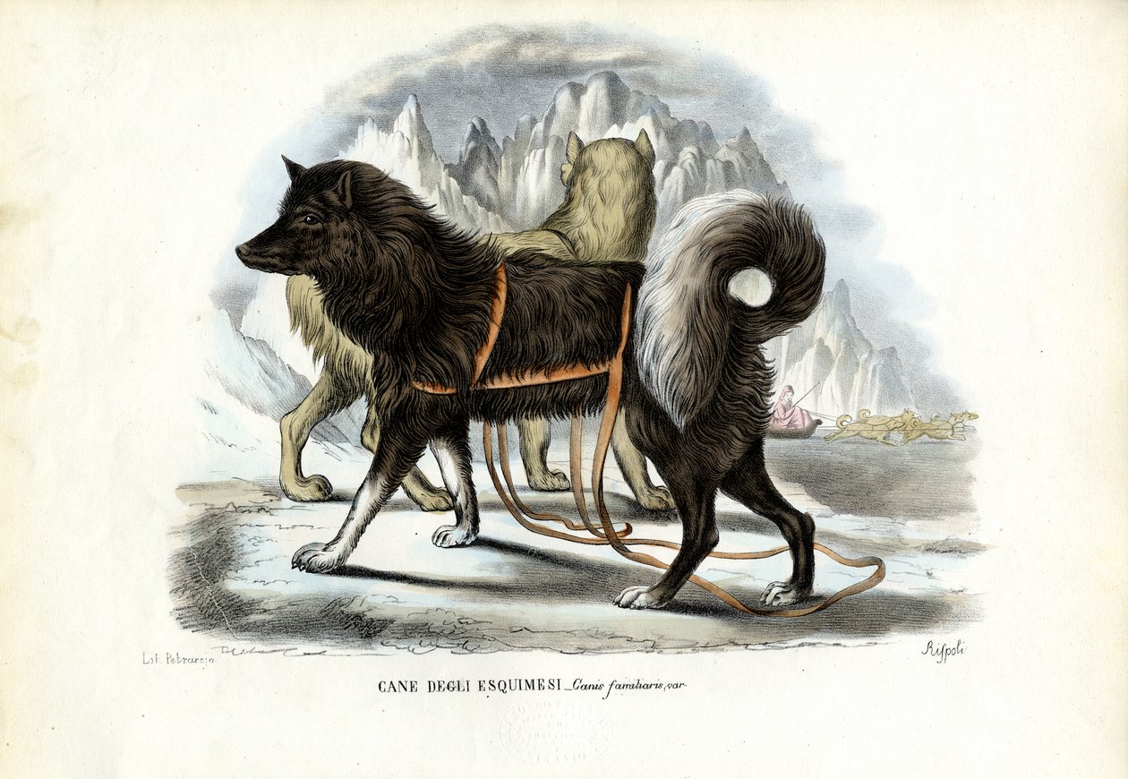 इनुइट स्लेज डॉग, 1863-79 द्वारा रायमुंडो पेट्रारोइया