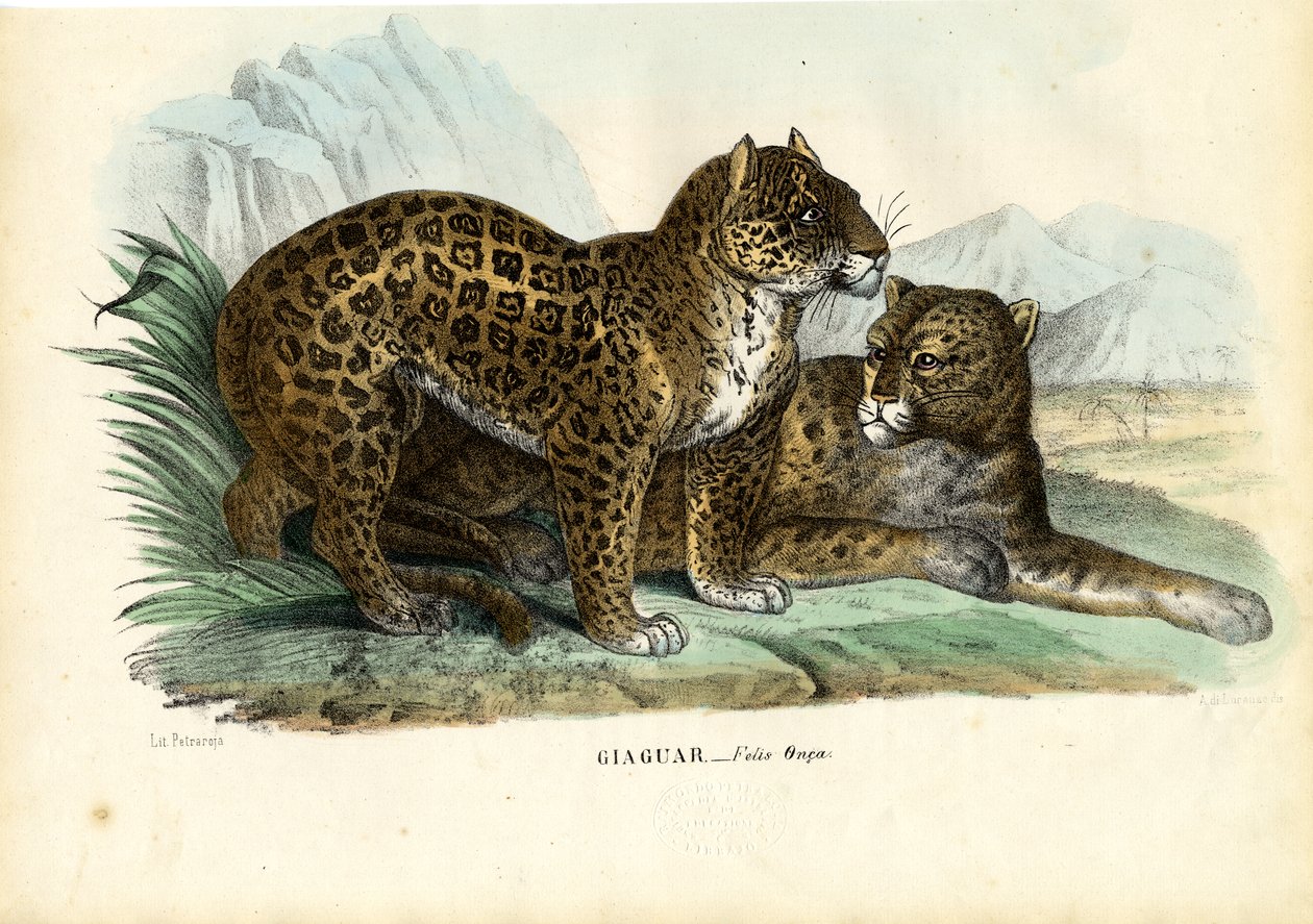 जगुआर, 1863-79 द्वारा रायमुंडो पेट्रारोइया