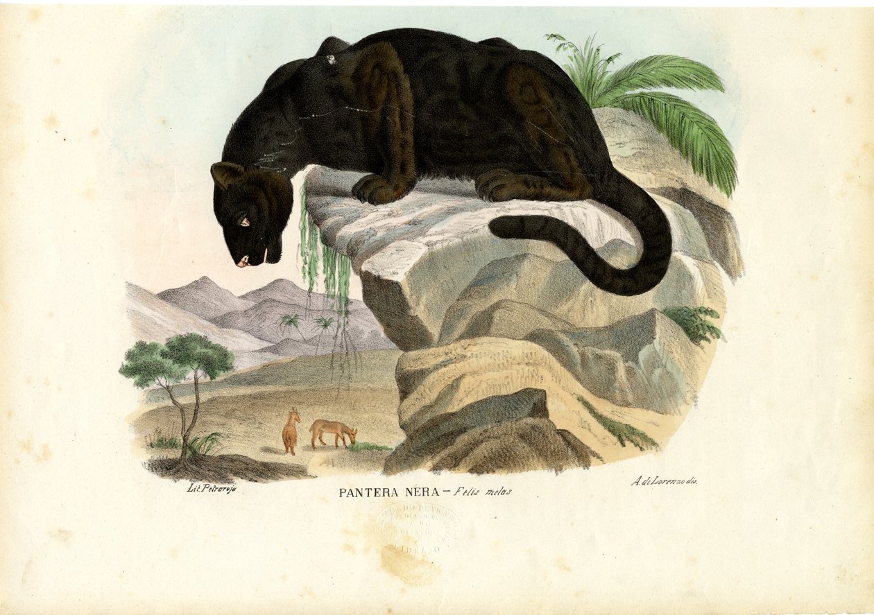 जवन तेंदुआ, 1863-79 द्वारा रायमुंडो पेट्रारोइया