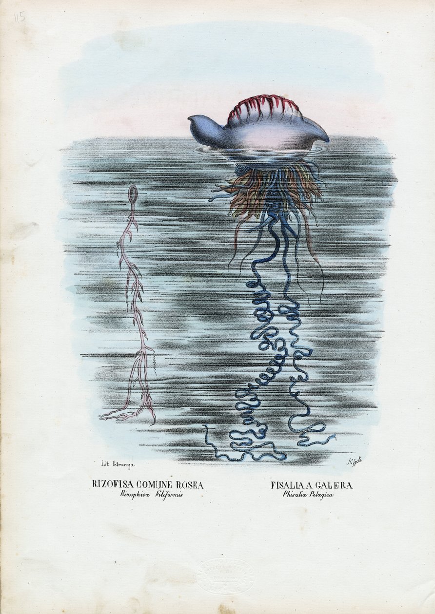 जेलिफ़िश, 1863-79 द्वारा रायमुंडो पेट्रारोइया