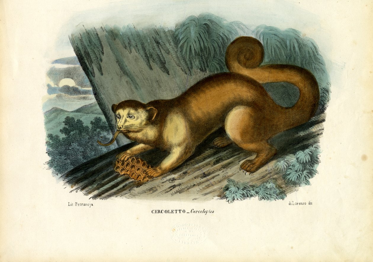 किंकजौ, 1863-79 द्वारा रायमुंडो पेट्रारोइया