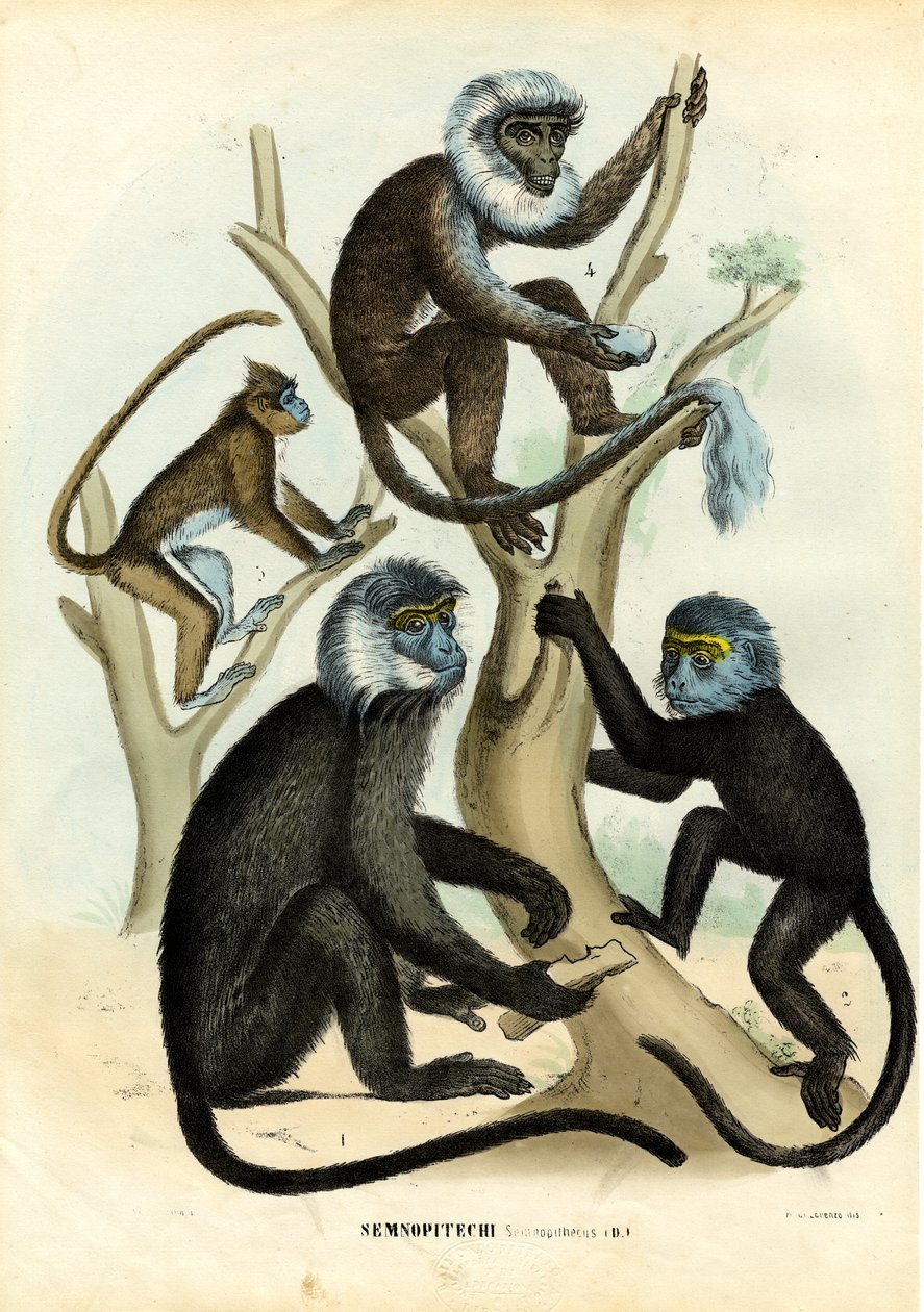 लैंगर्स, 1863-79 द्वारा रायमुंडो पेट्रारोइया