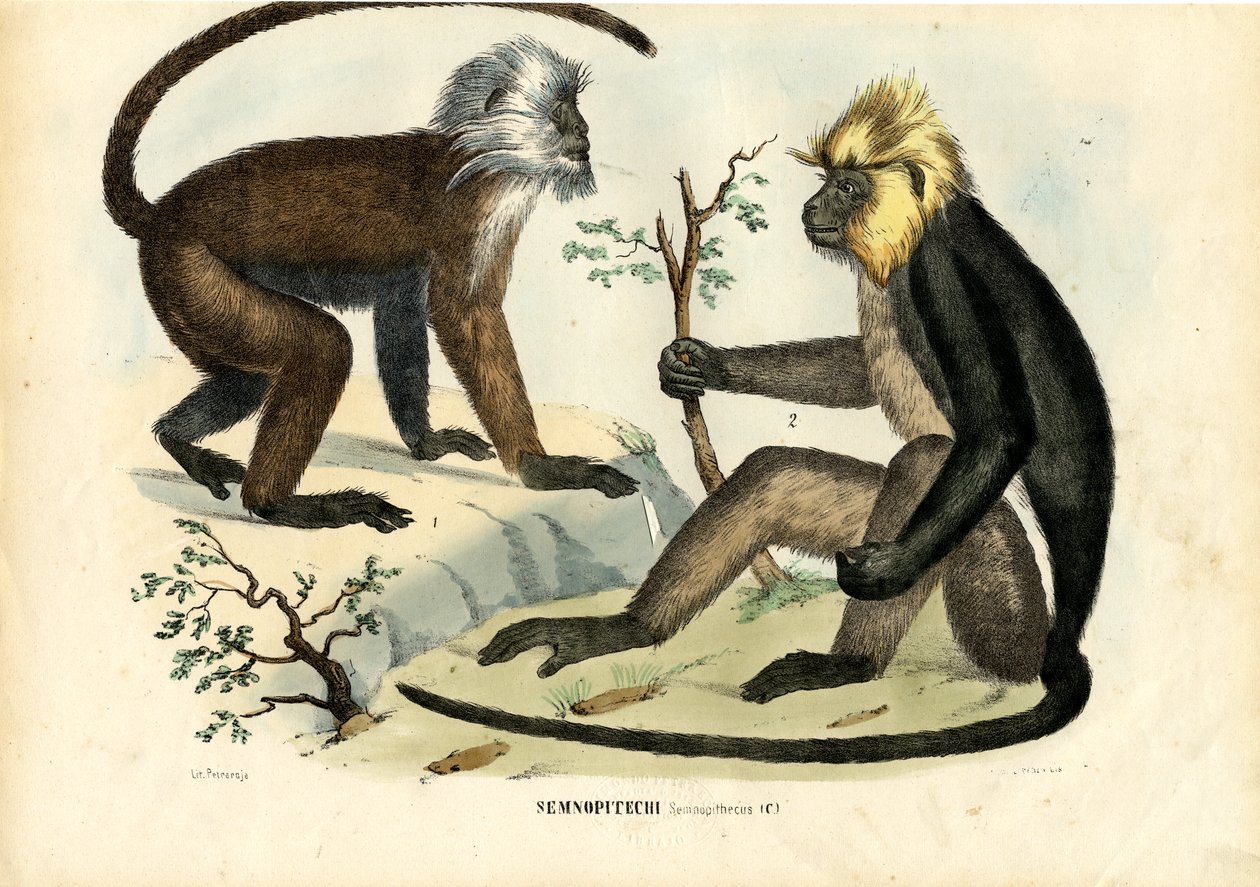 लैंगर्स, 1863-79 द्वारा रायमुंडो पेट्रारोइया