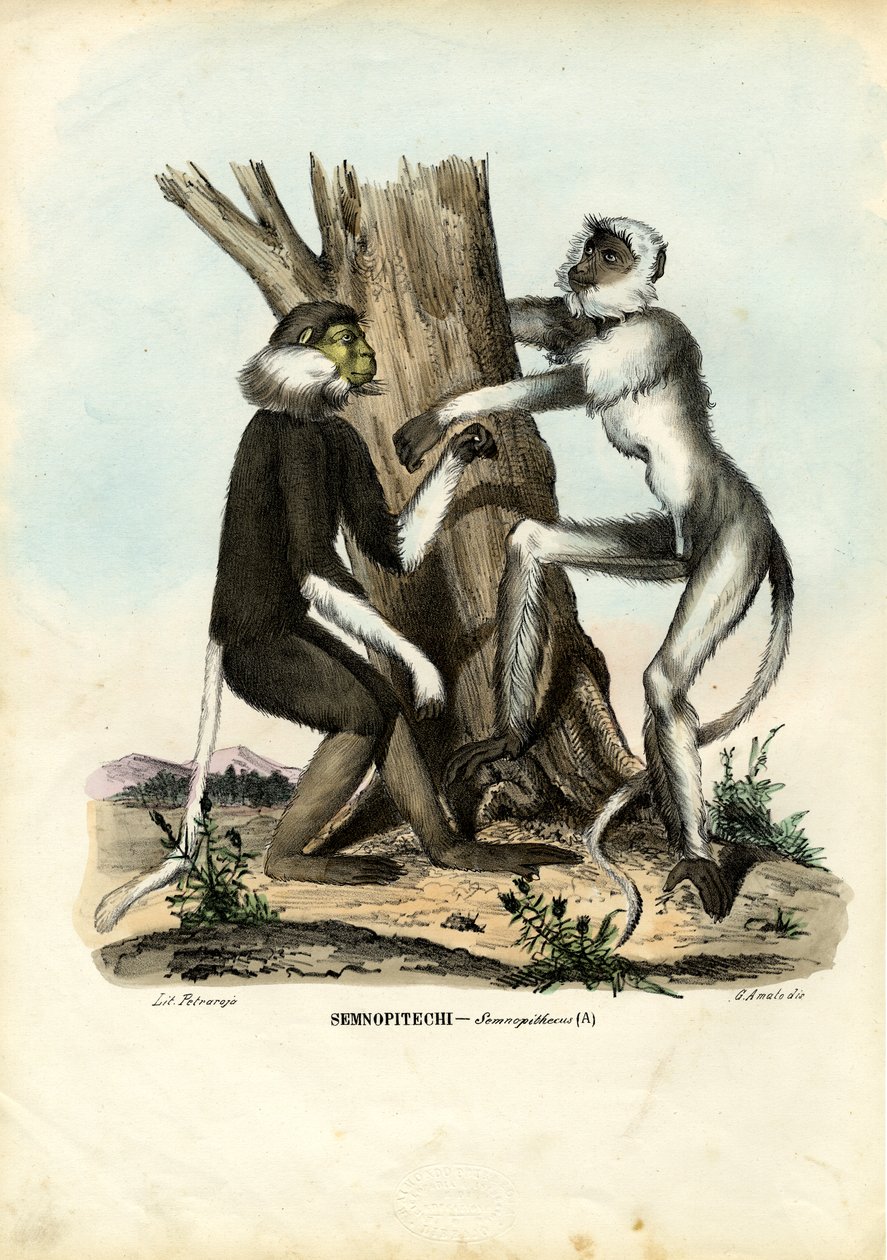 लैंगर्स, 1863-79 द्वारा रायमुंडो पेट्रारोइया