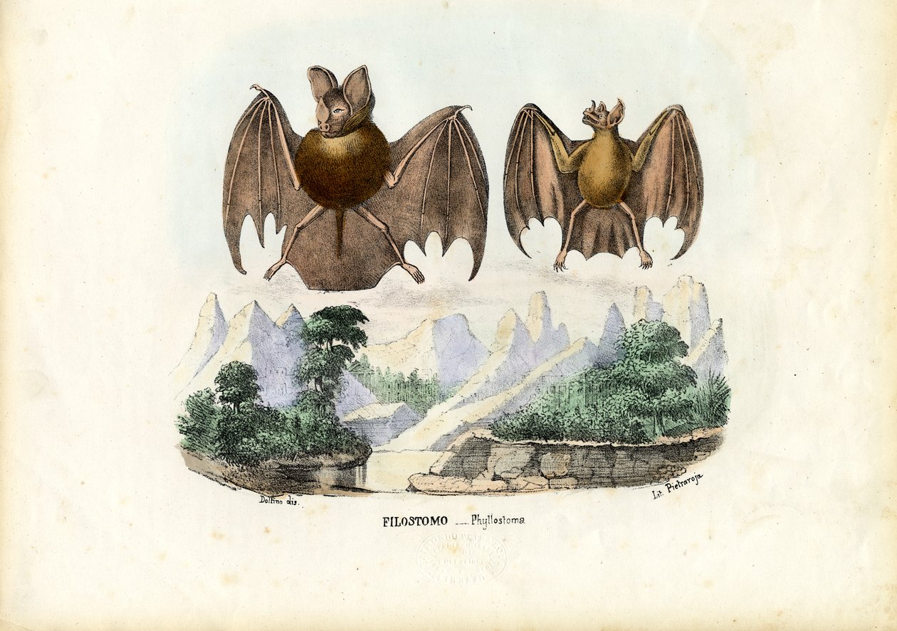 लीफ-नोज्ड बैट्स, 1863-79 द्वारा रायमुंडो पेट्रारोइया