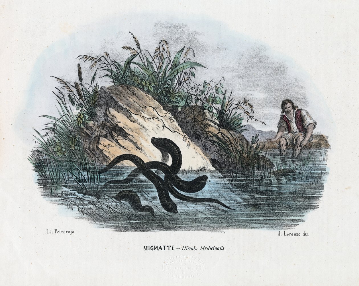 लीचेस, 1863-79 द्वारा रायमुंडो पेट्रारोइया