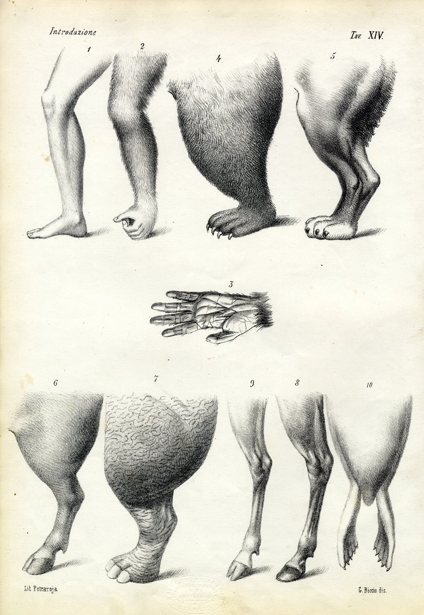 पैर, 1863-79 द्वारा रायमुंडो पेट्रारोइया