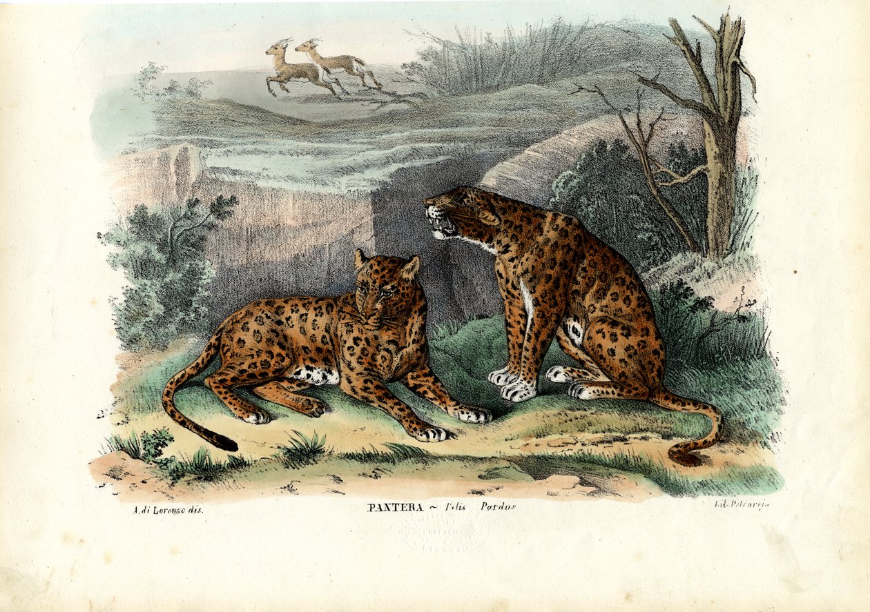 तेंदुआ, 1863-79 द्वारा रायमुंडो पेट्रारोइया