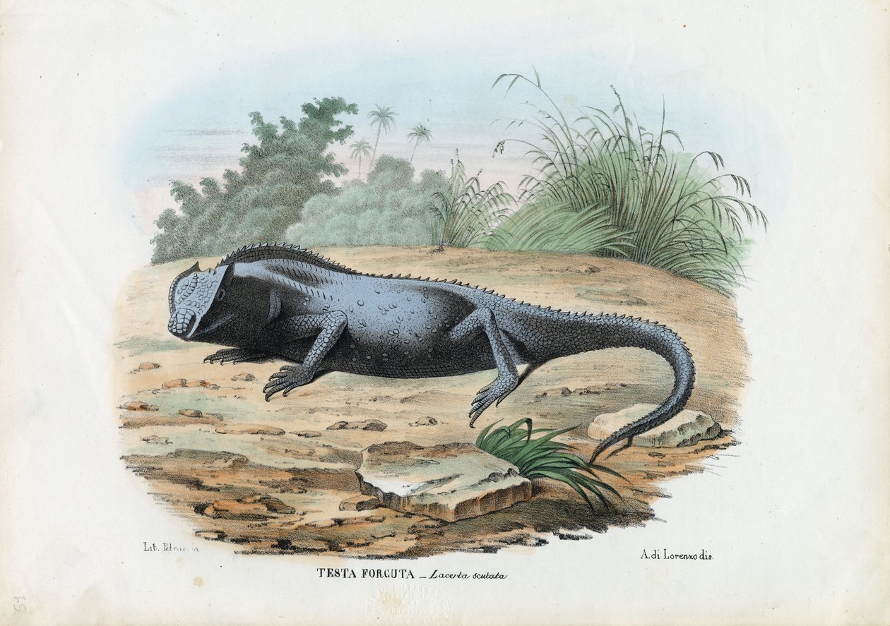 छिपकली, 1863-79 द्वारा रायमुंडो पेट्रारोइया