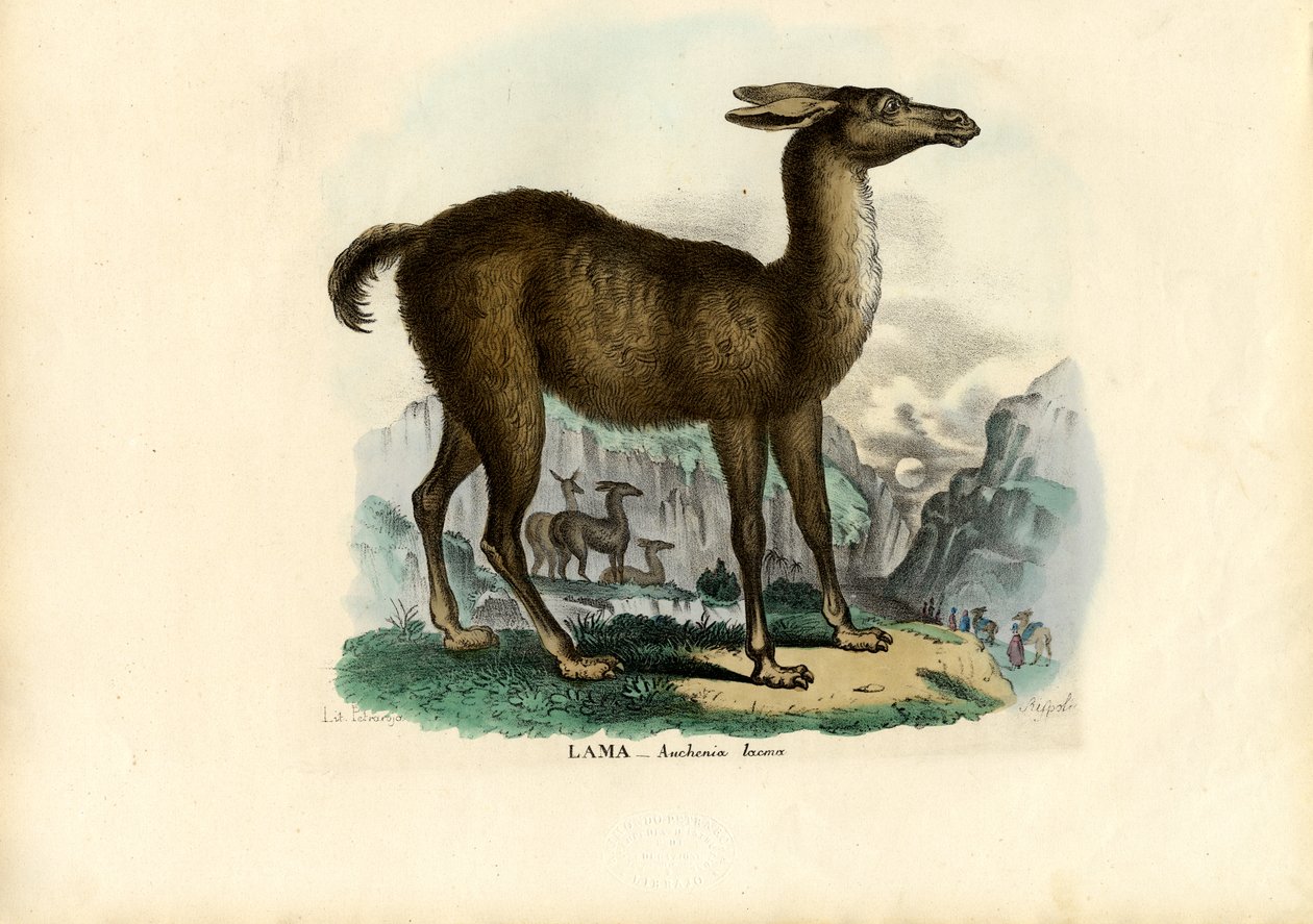 लामा, 1863-79 द्वारा रायमुंडो पेट्रारोइया