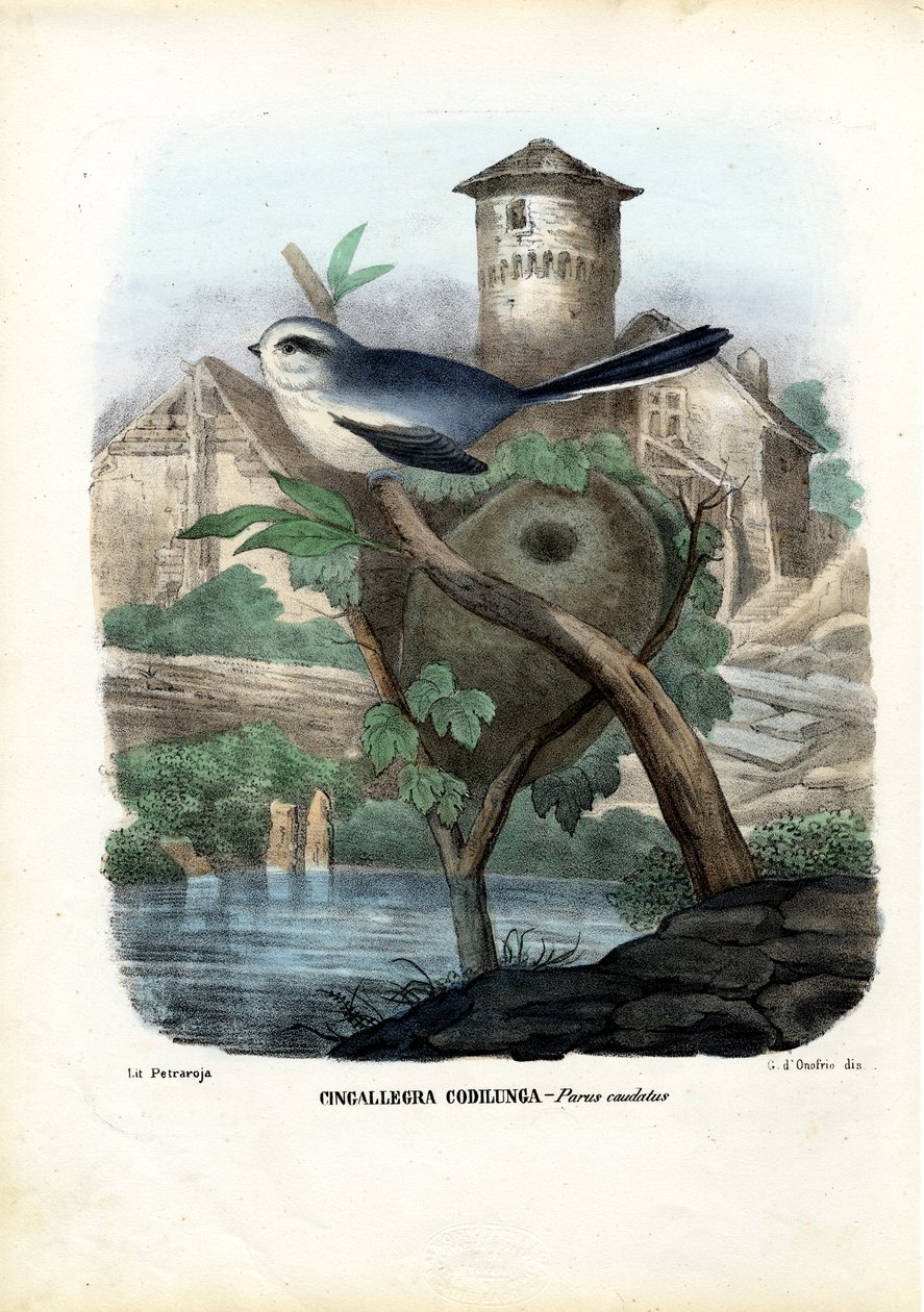 लॉन्ग-टेल्ड टाइट, 1863-79 द्वारा रायमुंडो पेट्रारोइया