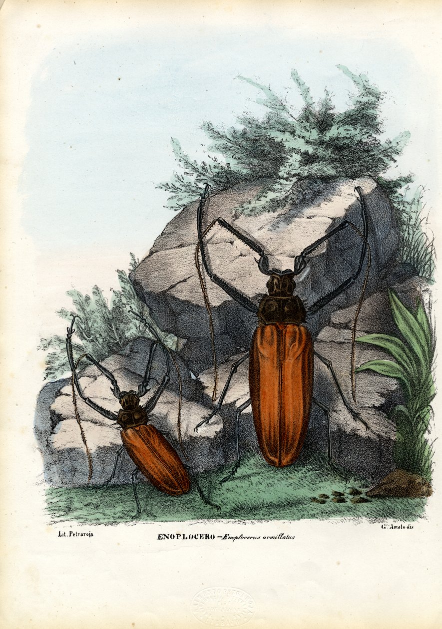 लोंगहॉर्न बीटल, 1863-79 द्वारा रायमुंडो पेट्रारोइया