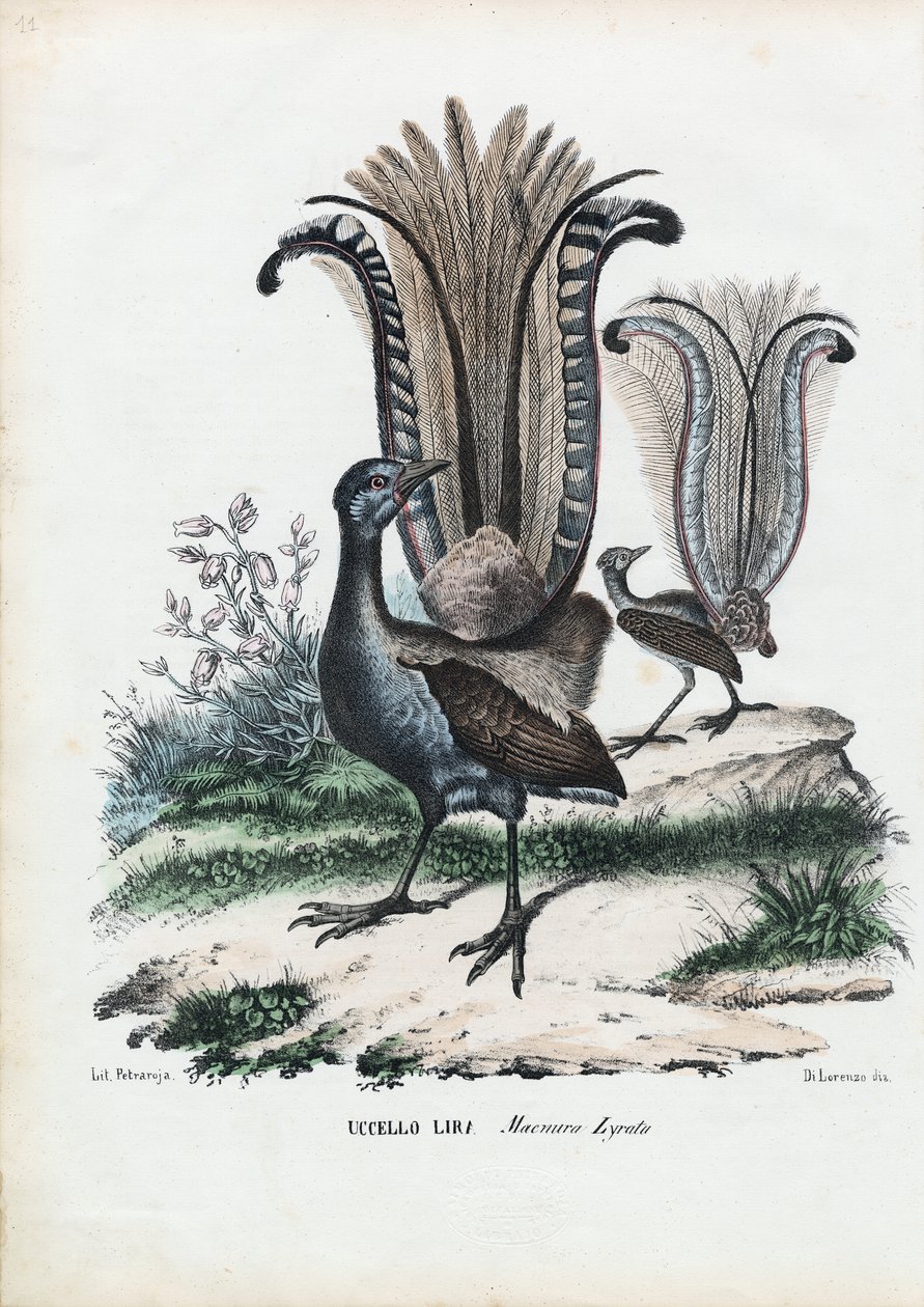 लियरबर्ड, 1863-79 द्वारा रायमुंडो पेट्रारोइया