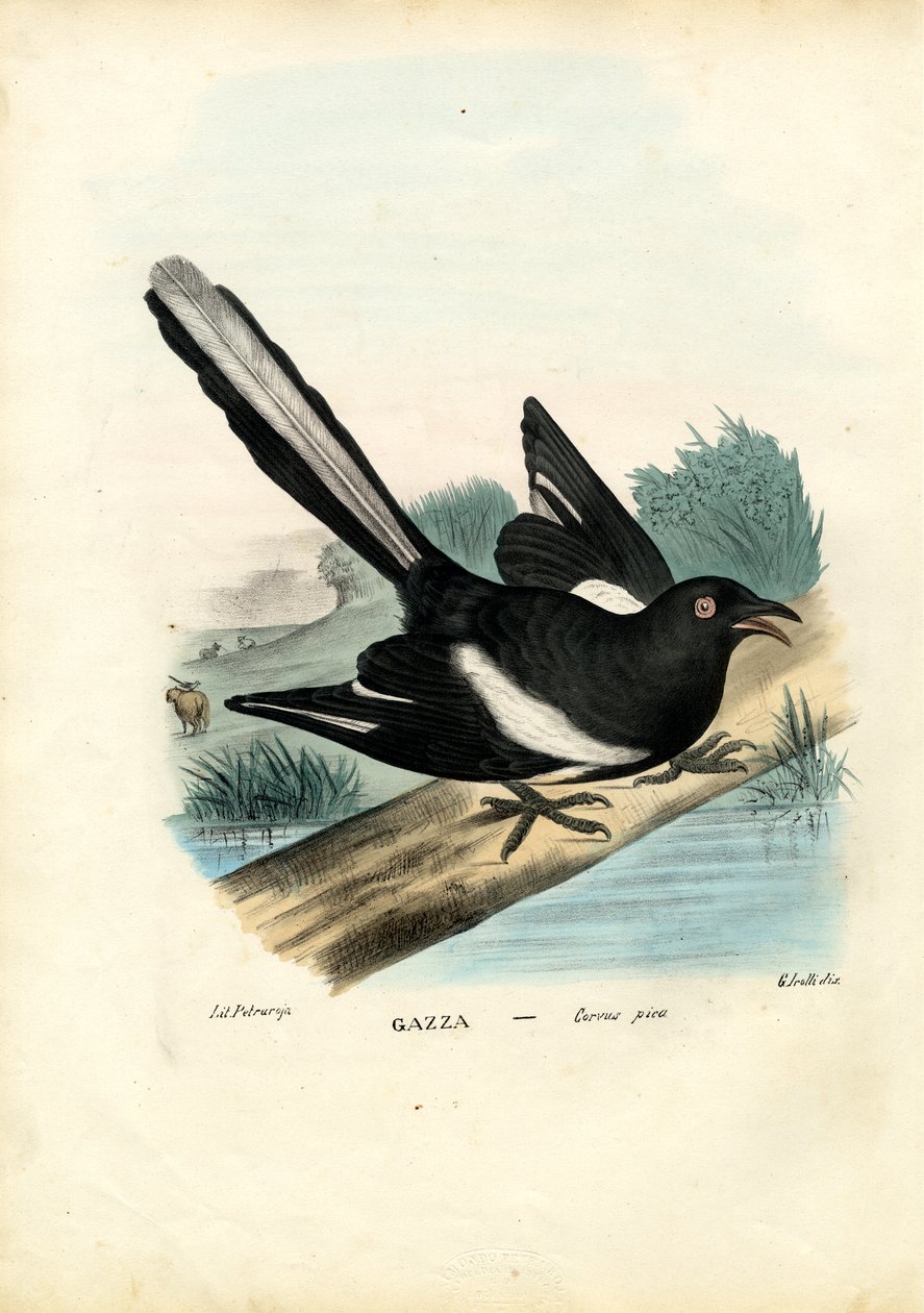 मैगपाई, 1863-79 द्वारा रायमुंडो पेट्रारोइया