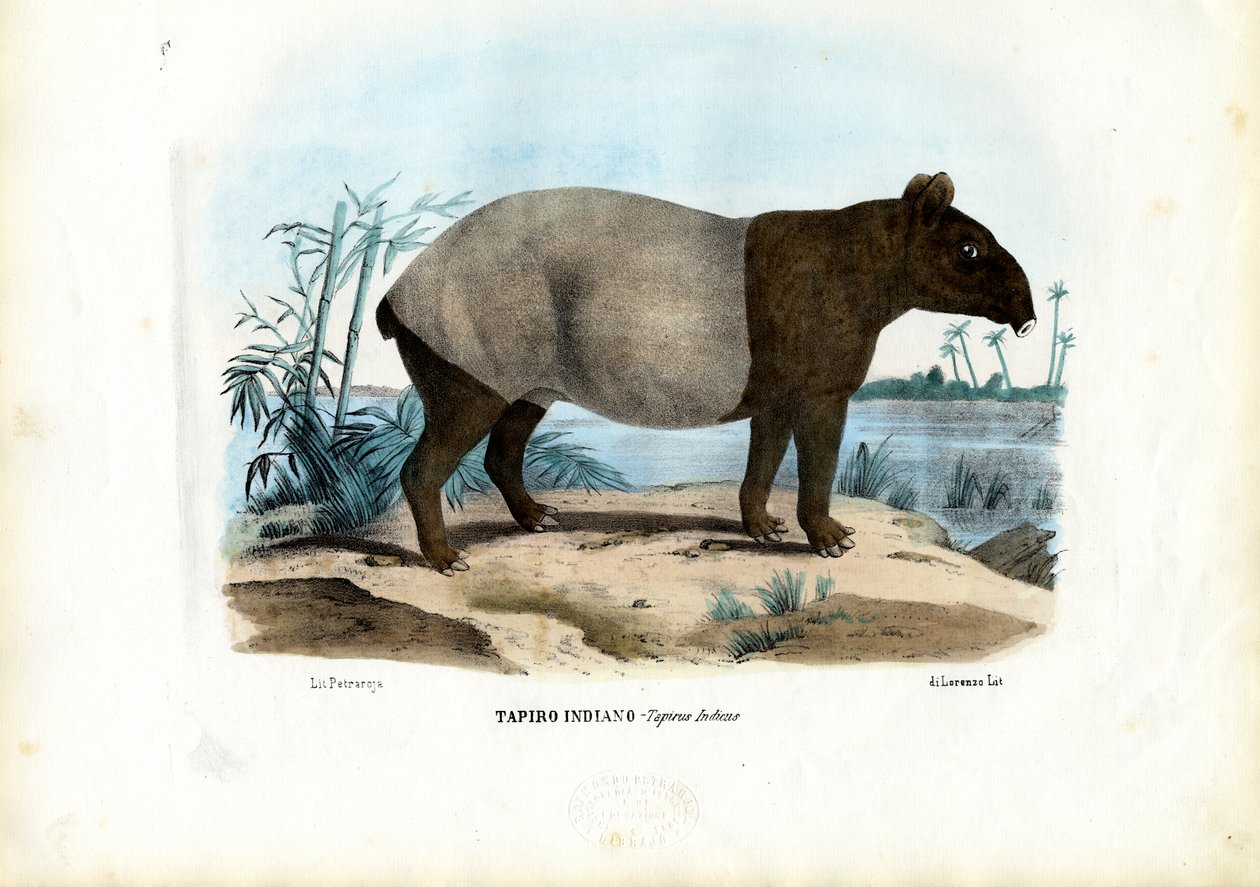 मलयन तापिर, 1863-79 द्वारा रायमुंडो पेट्रारोइया