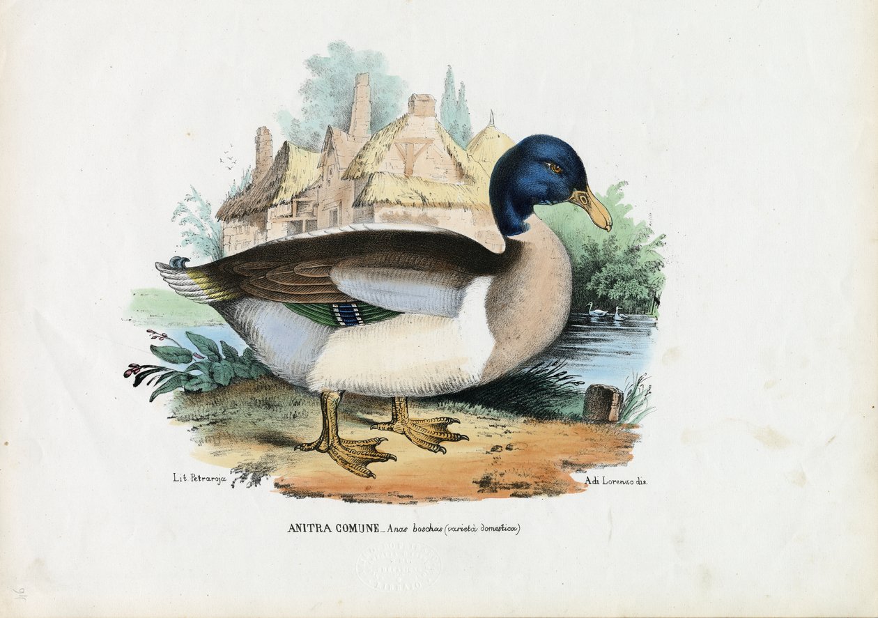 मल्लार्ड, 1863-79 द्वारा रायमुंडो पेट्रारोइया