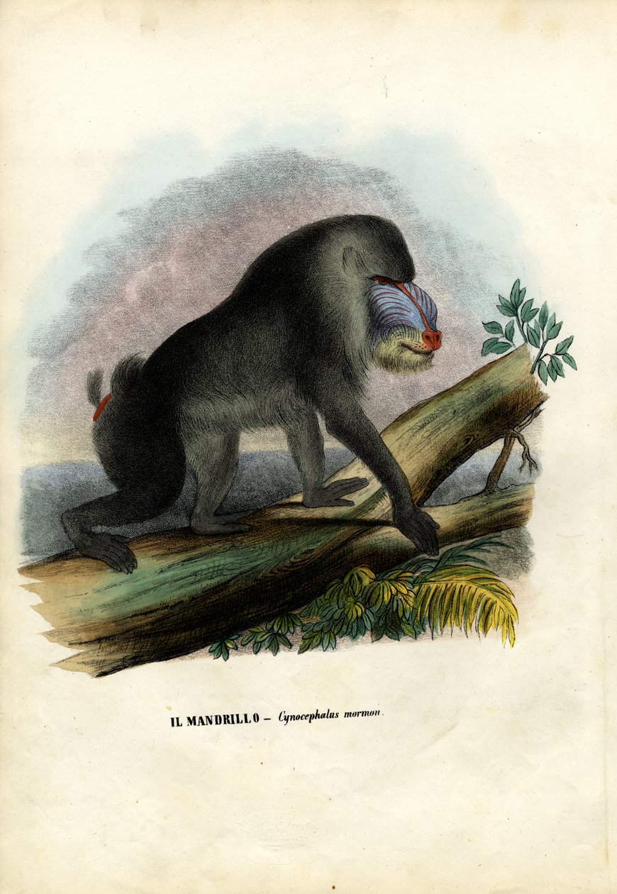 मैंड्रिल, 1863-79 द्वारा रायमुंडो पेट्रारोइया