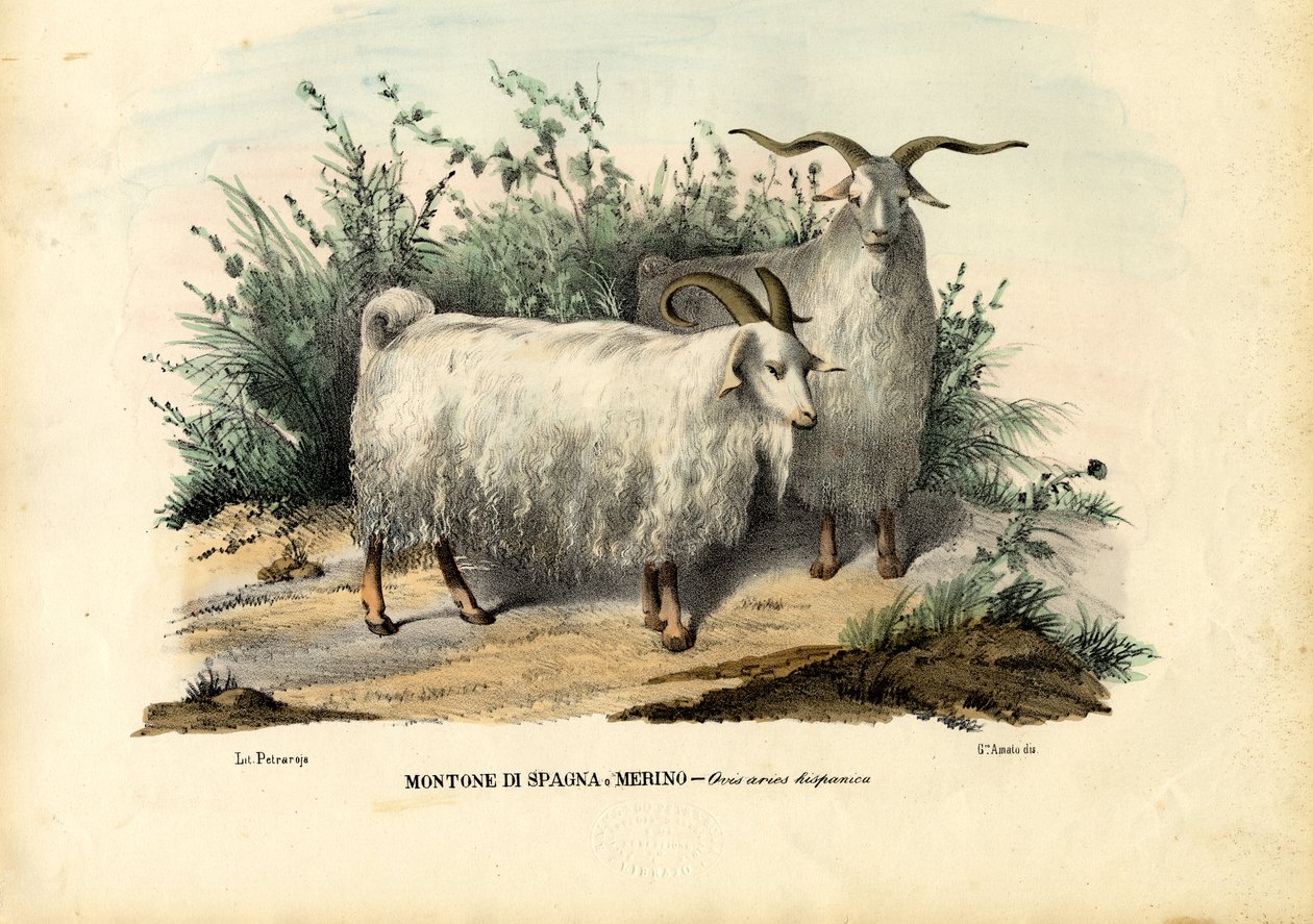 मेरिनो भेड़, 1863-79 द्वारा रायमुंडो पेट्रारोइया