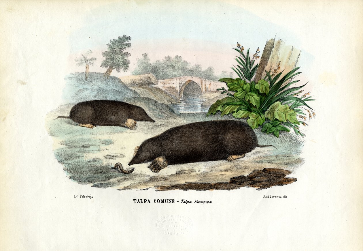 मोल, 1863-79 द्वारा रायमुंडो पेट्रारोइया