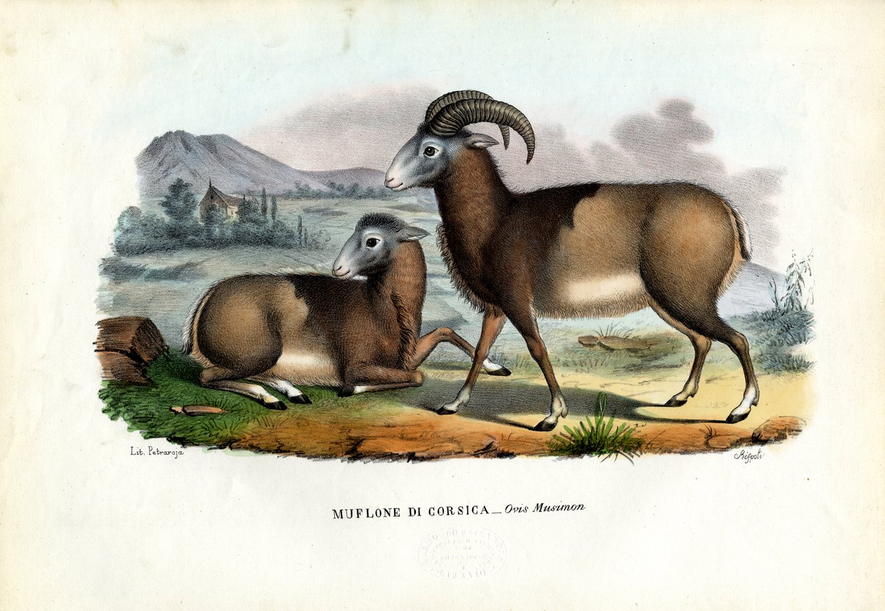 मौफलन, 1863-79 द्वारा रायमुंडो पेट्रारोइया