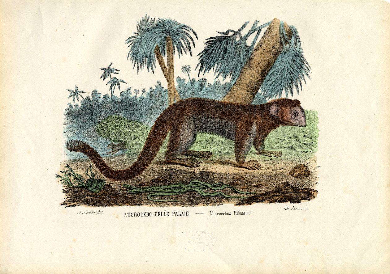 माउस लेमूर, 1863-79 द्वारा रायमुंडो पेट्रारोइया