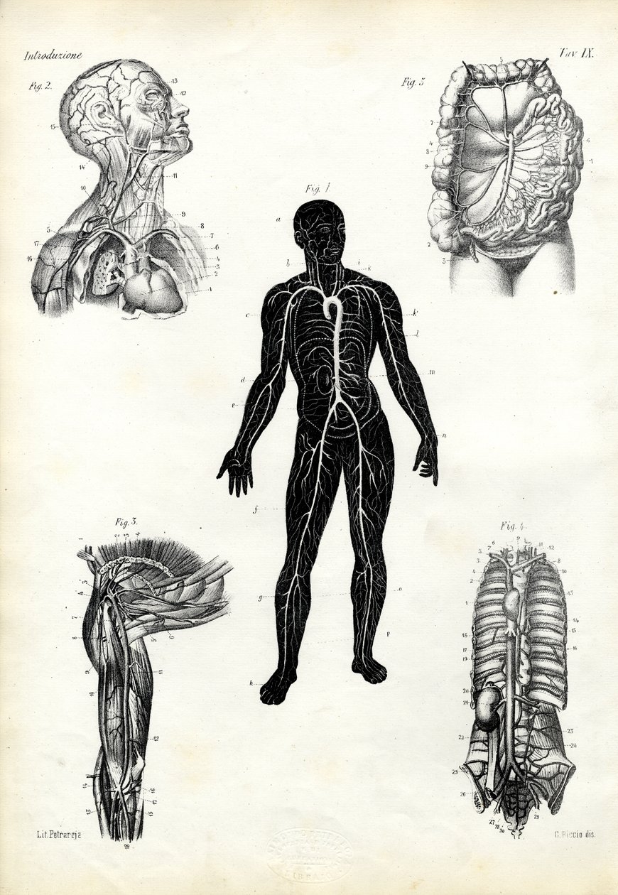 मांसपेशियां, 1863-79 द्वारा रायमुंडो पेट्रारोइया