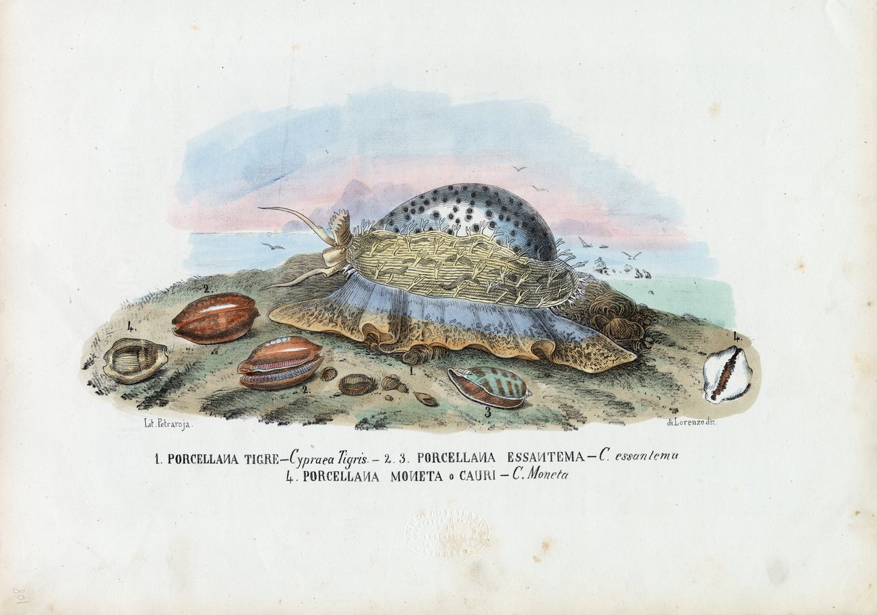मसल्स, 1863-79 द्वारा रायमुंडो पेट्रारोइया