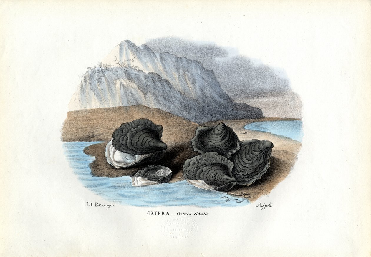 मसल्स, 1863-79 द्वारा रायमुंडो पेट्रारोइया