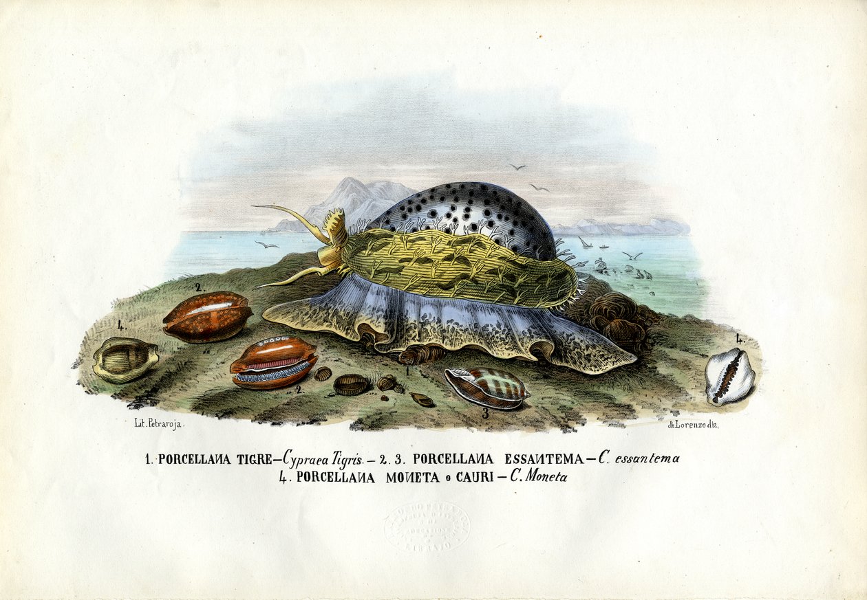मसल्स, 1863-79 द्वारा रायमुंडो पेट्रारोइया