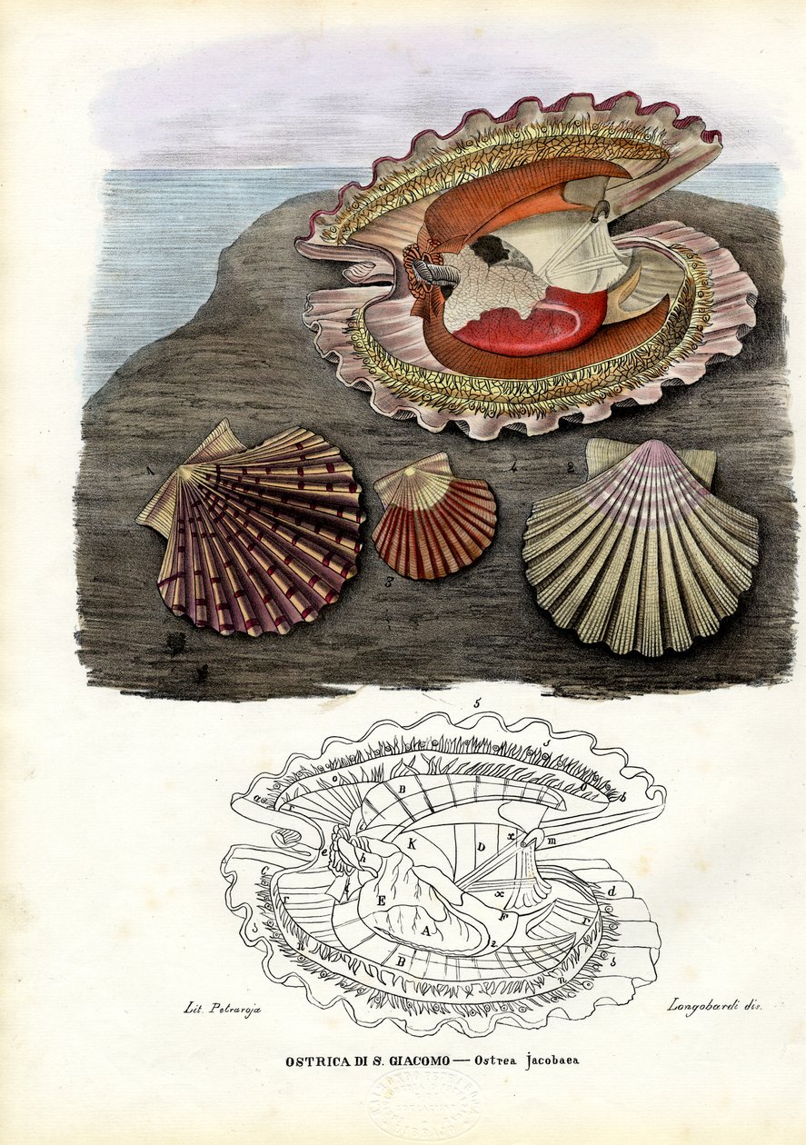 मसल्स, 1863-79 द्वारा रायमुंडो पेट्रारोइया