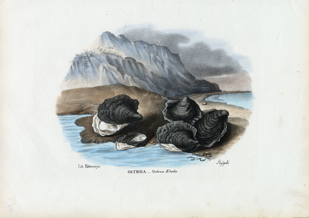 मसल्स, 1863-79 द्वारा रायमुंडो पेट्रारोइया