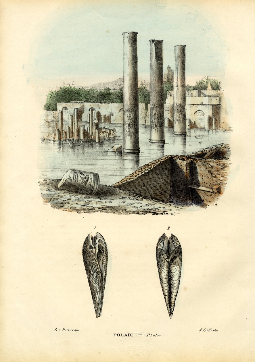मसल्स, 1863-79 द्वारा रायमुंडो पेट्रारोइया