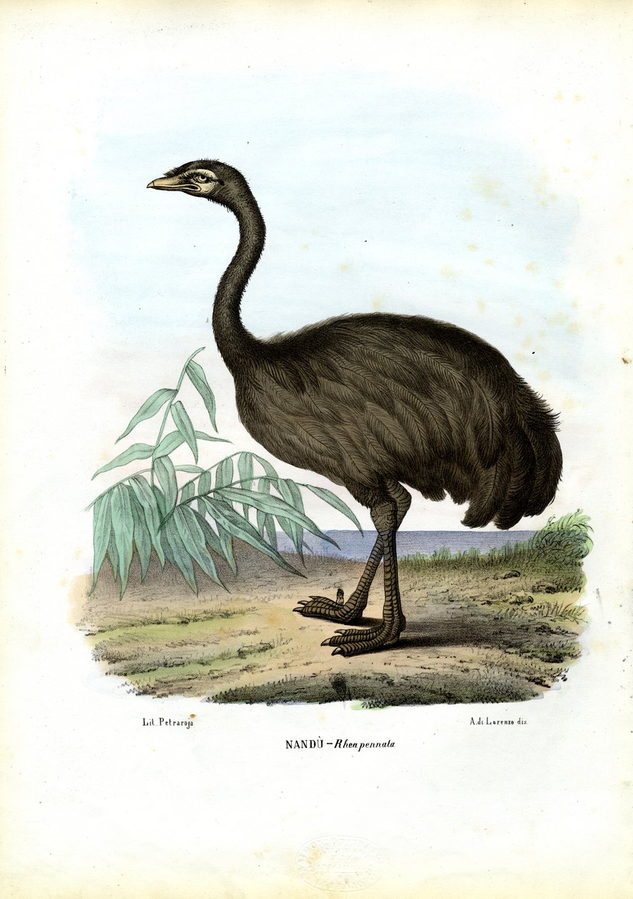 नंदू, 1863-79 द्वारा रायमुंडो पेट्रारोइया