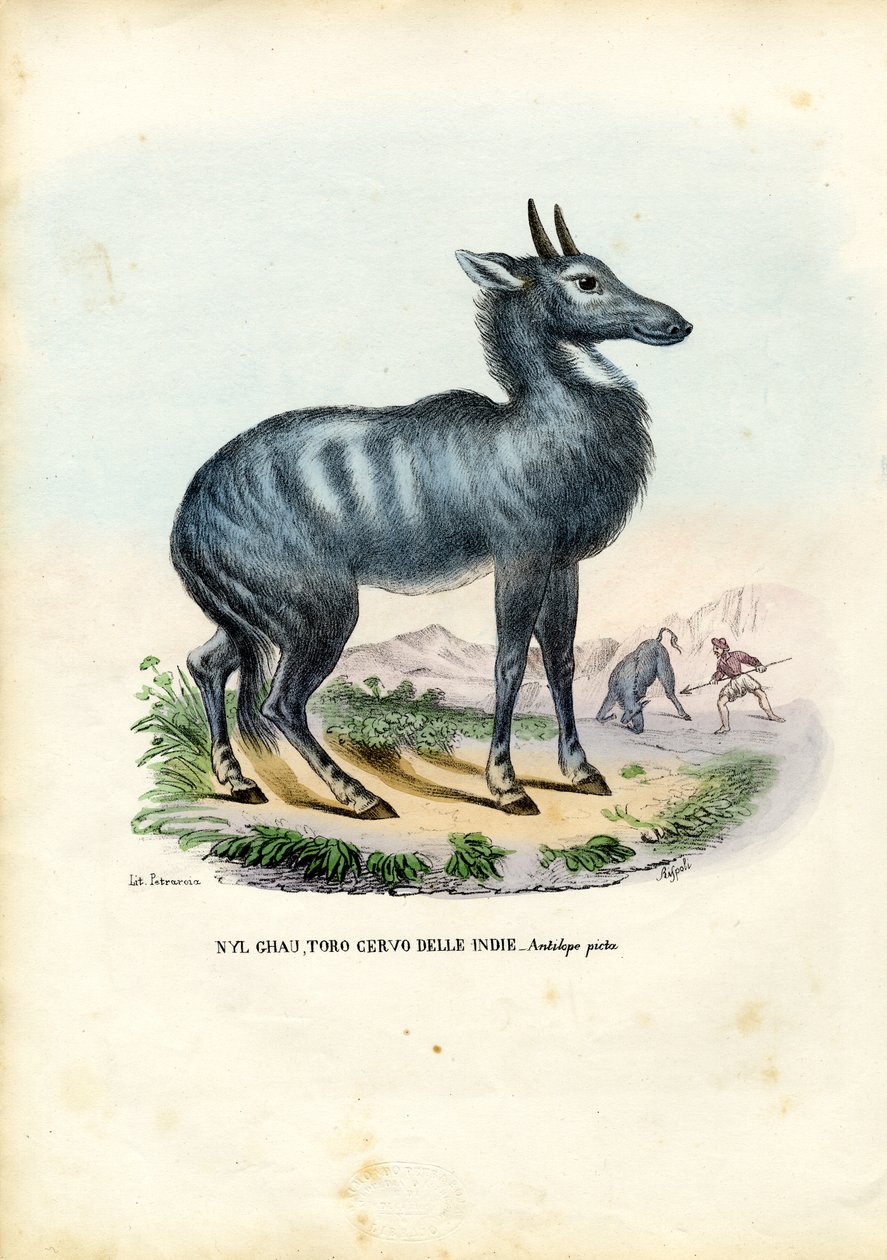 नीलगाय, 1863-79 द्वारा रायमुंडो पेट्रारोइया