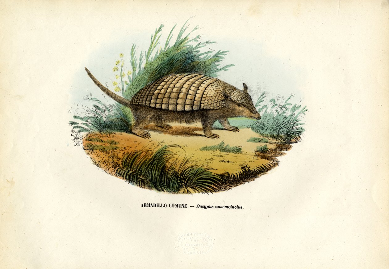 नाइन-बैंडेड आर्माडिलो, 1863-79 द्वारा रायमुंडो पेट्रारोइया