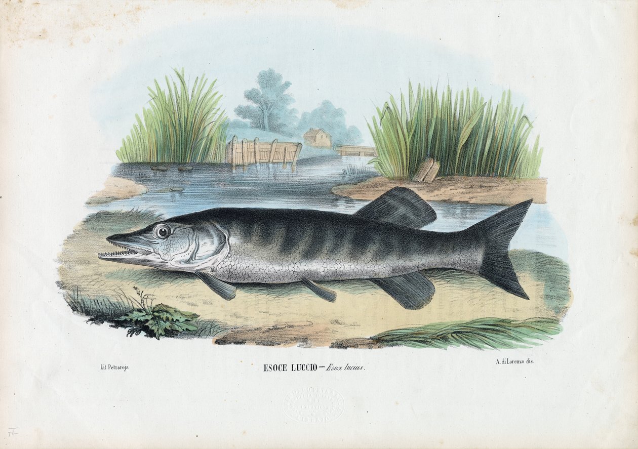 उत्तरी पाइक, 1863-79 द्वारा रायमुंडो पेट्रारोइया