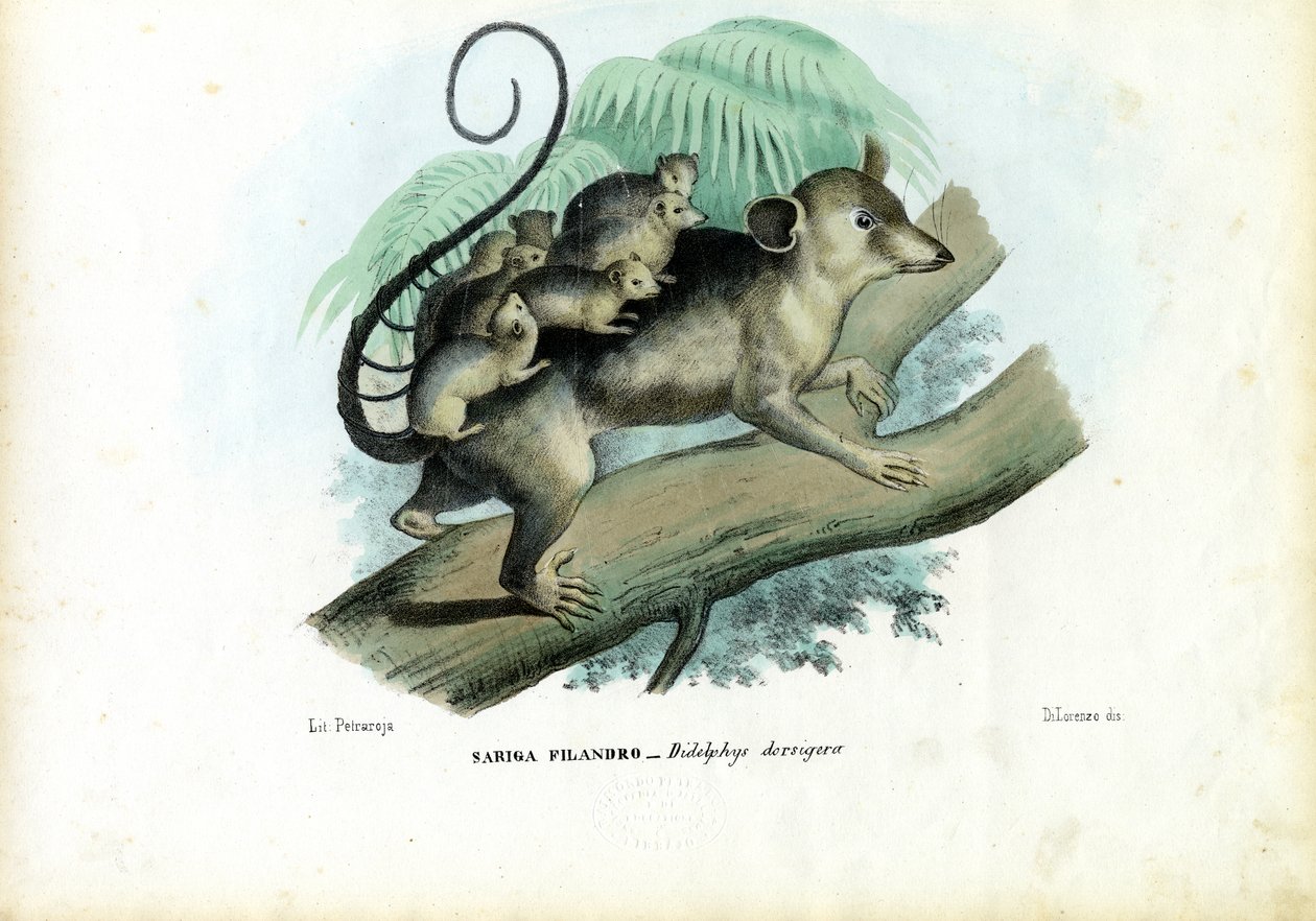 ओपोसुम, 1863-79 द्वारा रायमुंडो पेट्रारोइया