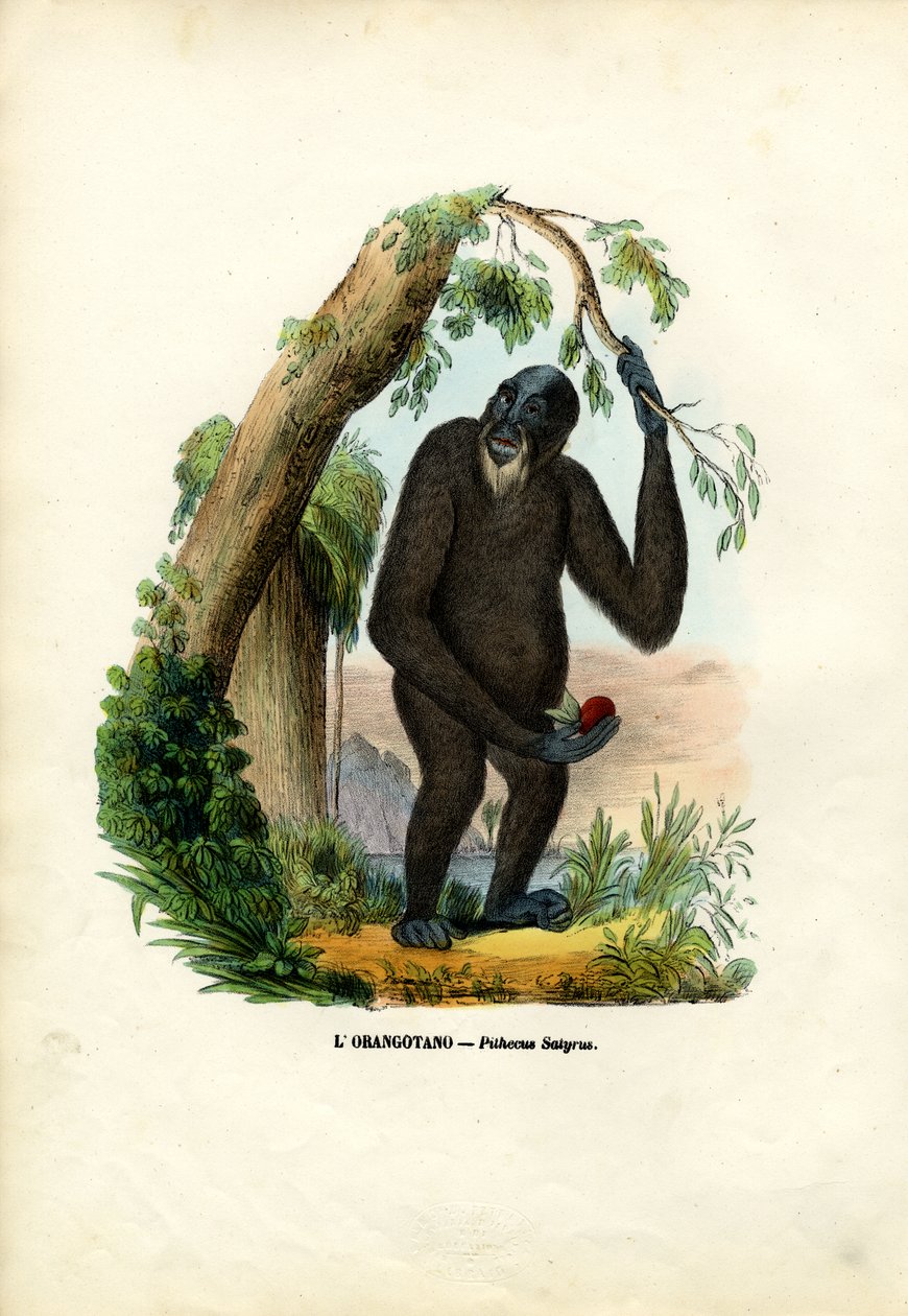 ओरंगउटान, 1863-79 द्वारा रायमुंडो पेट्रारोइया