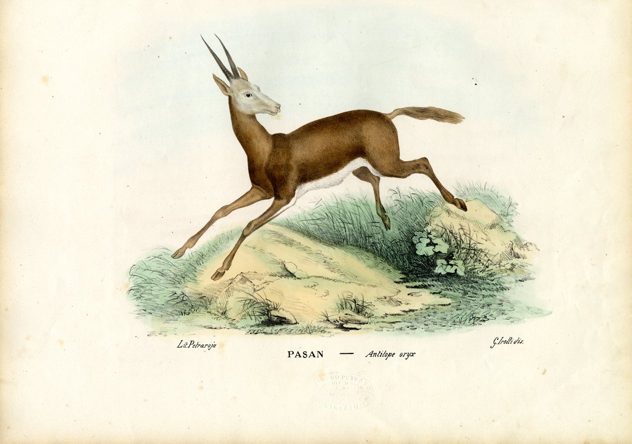 ऑरिक्स, 1863-79 द्वारा रायमुंडो पेट्रारोइया