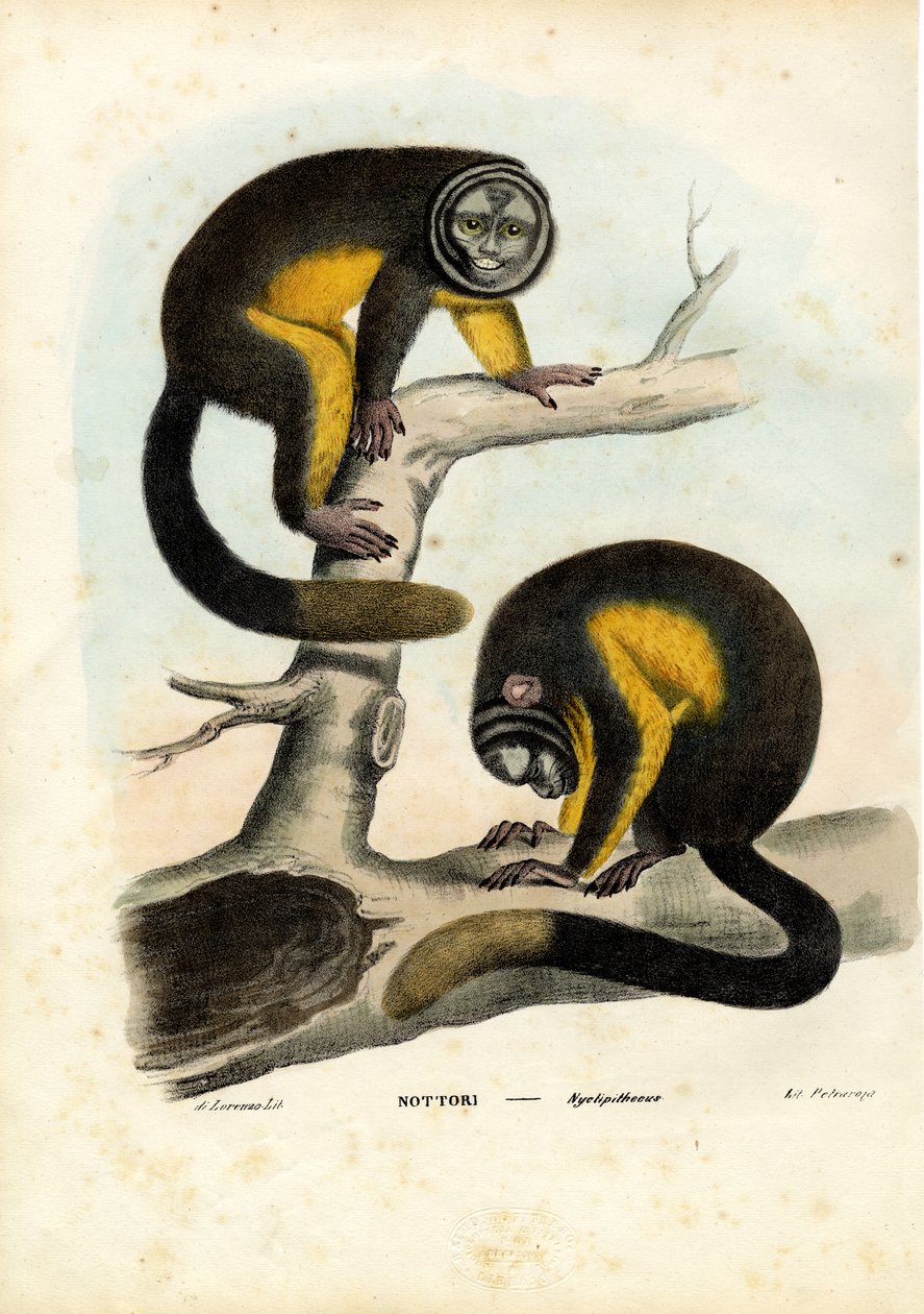 उल्लू बंदर, 1863-79 द्वारा रायमुंडो पेट्रारोइया
