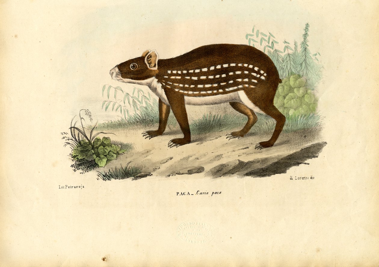 पैक, 1863-79 द्वारा रायमुंडो पेट्रारोइया
