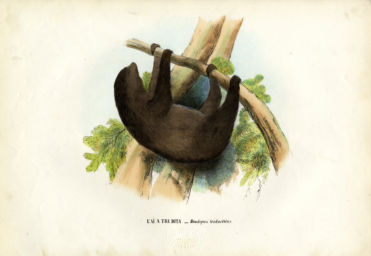 पेल-थ्रोटेड स्लॉथ, 1863-79 द्वारा रायमुंडो पेट्रारोइया