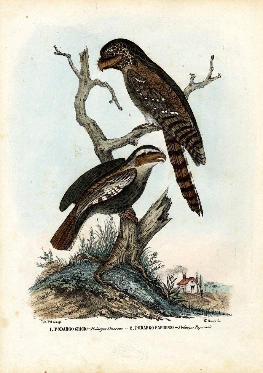 पापुआन फ्रॉगमाउथ, 1863-79 द्वारा रायमुंडो पेट्रारोइया