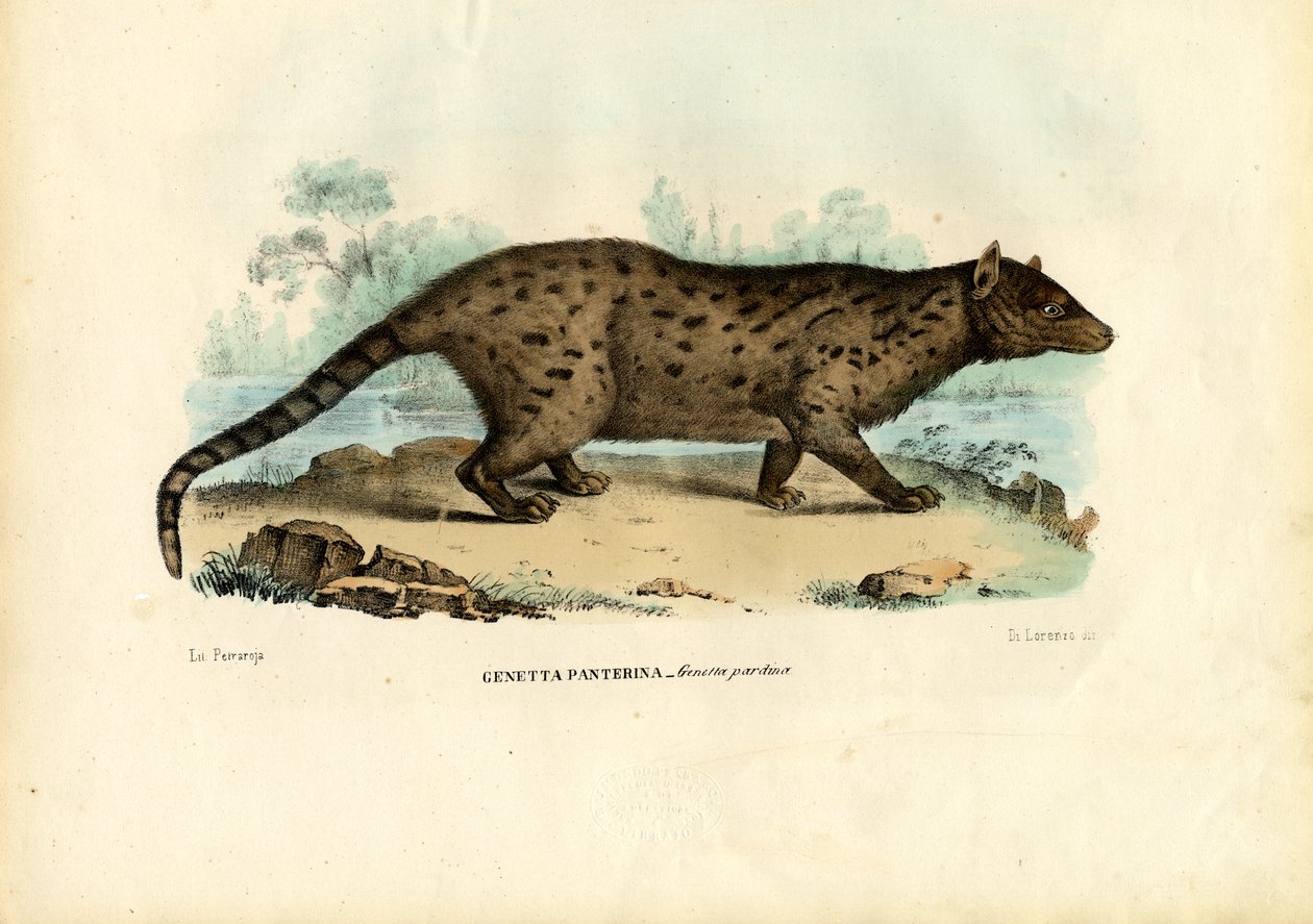 पेर्डिन जीनट, 1863-79 द्वारा रायमुंडो पेट्रारोइया