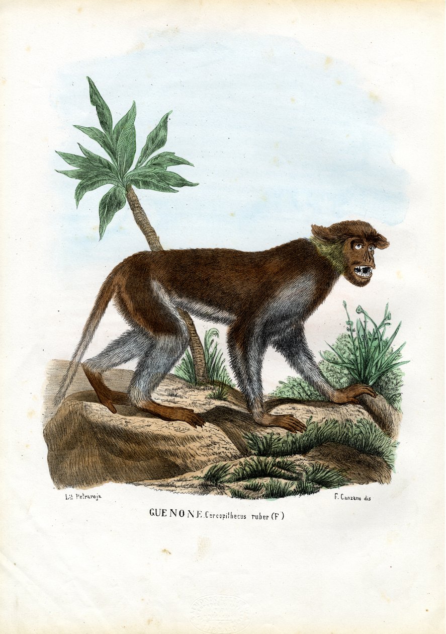 पाटस बंदर, 1863-79 द्वारा रायमुंडो पेट्रारोइया