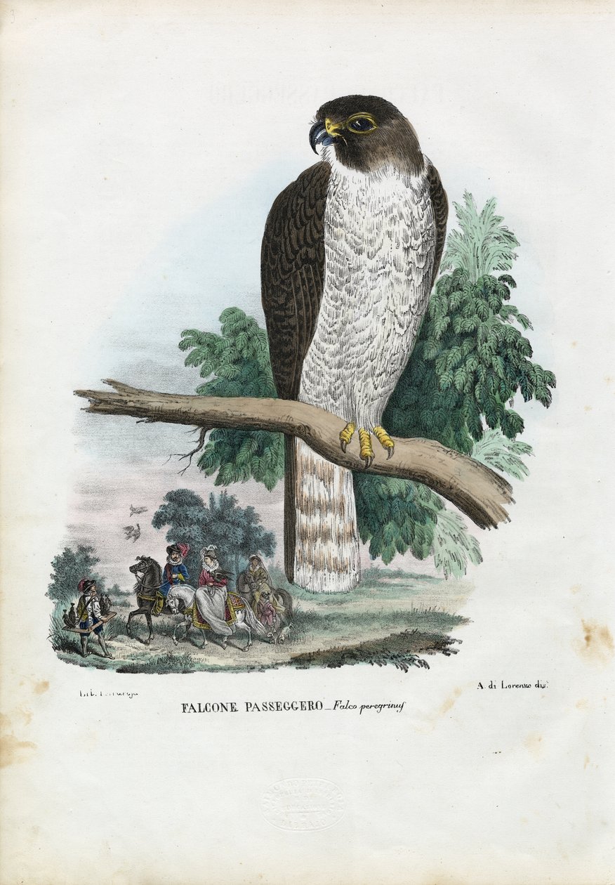 पेरेग्रीन फाल्कन, 1863-79 द्वारा रायमुंडो पेट्रारोइया