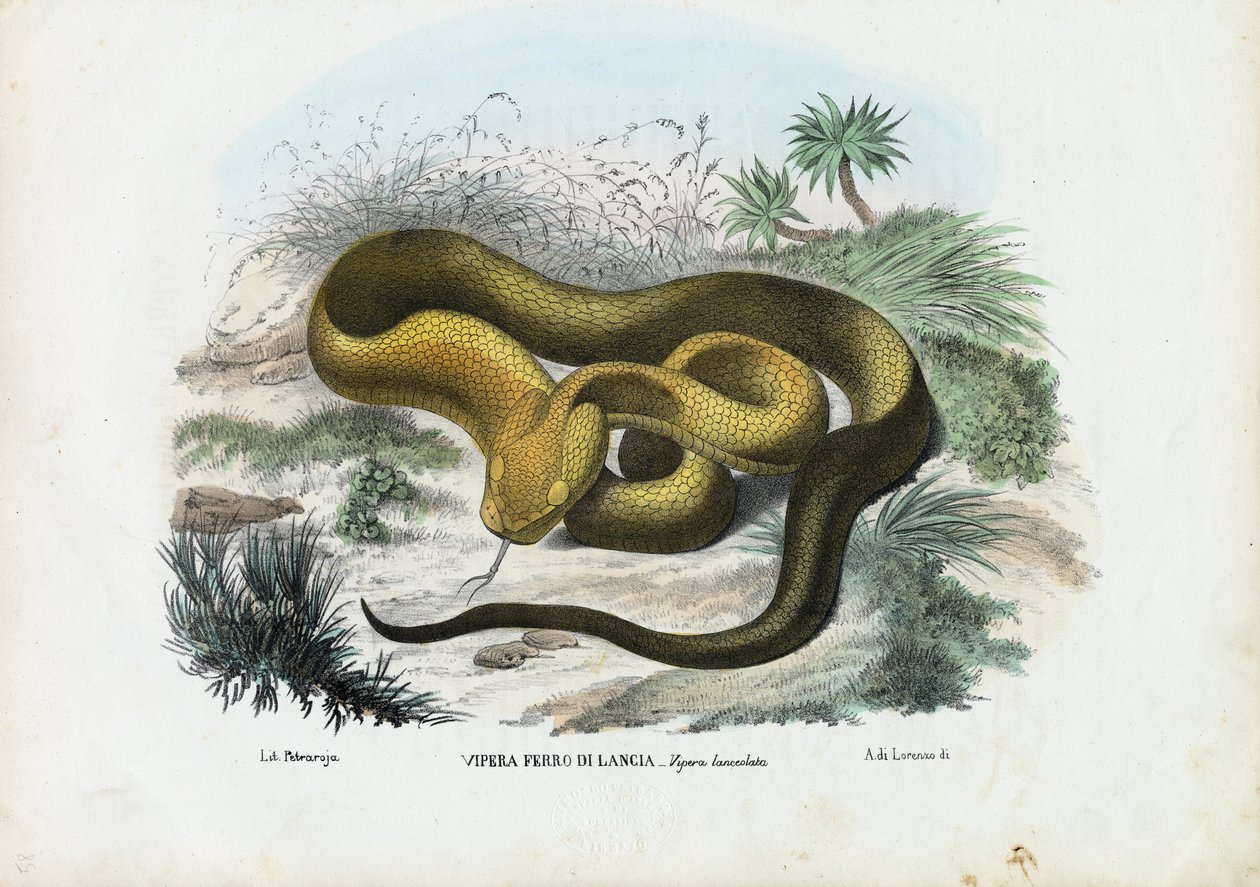 Pit Viper, 1863-79  द्वारा रायमुंडो पेट्रारोइया